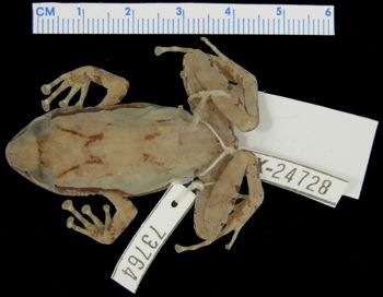 Media type: image; Herpetology A-73764